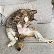 Bhuna a rejoint le concours — aidez-le/la à gagner de superbes lots ! animal, cat, comfortable, couch, cozy, cute, feline, fur, home, indoor, light, paw, pet, playful, relaxed, resting, sitting, soft, tabby, whiskers