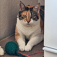 Kitka participe au concours pour gagner de l'argent avec cette photo : animal, cabinet, calico_cat, cat, curious, cute, feline, fur, home, indoor, looking, paws, pet, relaxed, scratch_pad, sitting, toy, wall, whiskers, yarn_ball