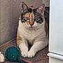 animal, cabinet, calico_cat, cat, curious, cute, feline, fur, home, indoor, looking, paws, pet, relaxed, scratch_pad, sitting, toy, wall, whiskers, yarn_ball