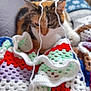 Kitka participe au concours pour gagner de l'argent avec cette photo : animal, calico_cat, cat, colorful, cozy, crocheted_blanket, fabric, furniture, home, indoor, knitting, multicolor, pattern, pet, relaxed, soft, textile, thread, wooden_chair, yarn