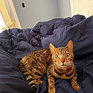 Vinny is registered to the contest to win money with this photo: cat, bengal_cat, bed, comforter, blanket, indoor, portrait, green_eyes, whiskers, striped_fur, tail, paws, looking_at_camera, cozy, home, furniture, domestic_pet, relaxed, ears, closeup