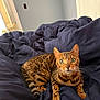 cat, bengal_cat, bed, comforter, blanket, indoor, portrait, green_eyes, whiskers, striped_fur, tail, paws, looking_at_camera, cozy, home, furniture, domestic_pet, relaxed, ears, closeup