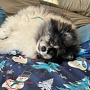 Smores joined the competition — help win amazing prizes! animal, bed, black_and_white, blanket, canine, comfort, cozy, cute, dog, fluffy, fur, holiday, indoor, lying_down, pet, relaxed, resting, smiling, snowman, winter
