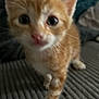 kitten, cat, orange_cat, closeup, feline, cute, pet, fur, whiskers, indoor, young_animal, curious, walking, texture, soft, animal, portrait, small, close, blur