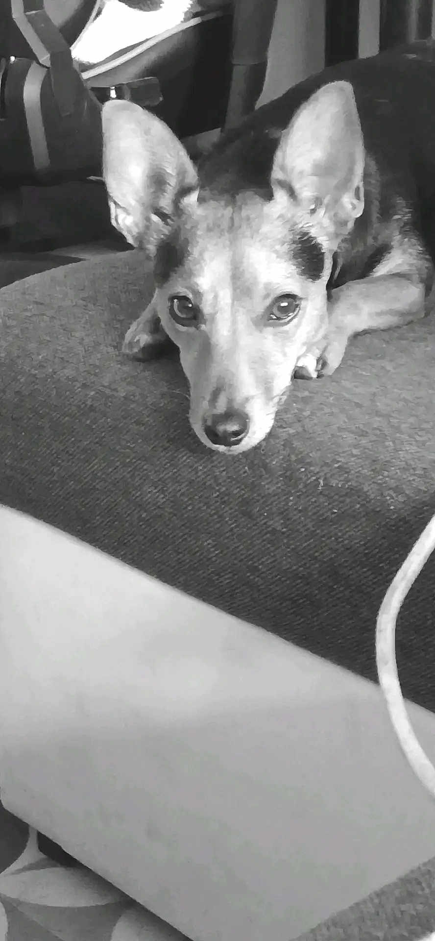 Fifi a rejoint le concours — aidez-le/la à gagner de superbes lots ! dog, pet, indoor, cushion, close_up, black_and_white, animal, ears, lying_down, looking_at_camera, sofa, texture, relaxed, domestic, home, canine, snout, fur, portrait, resting