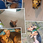 Fifi participe au concours pour gagner de l'argent avec cette photo : dog, small_dog, pet, indoor, outdoor, floor, bed, collage, ears, brown, black, playful, curious, lying_down, sitting, close_up, looking_up, stone_path, cozy, cute