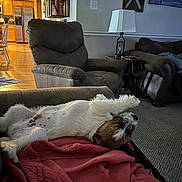 Copper joined the competition — help win amazing prizes! dog, blanket, living_room, chair, lamp, carpet, relaxed, pet, indoor, furniture, wood_floor, couch, home, resting, cozy, domestic, small_dog, brown, white, sleeping