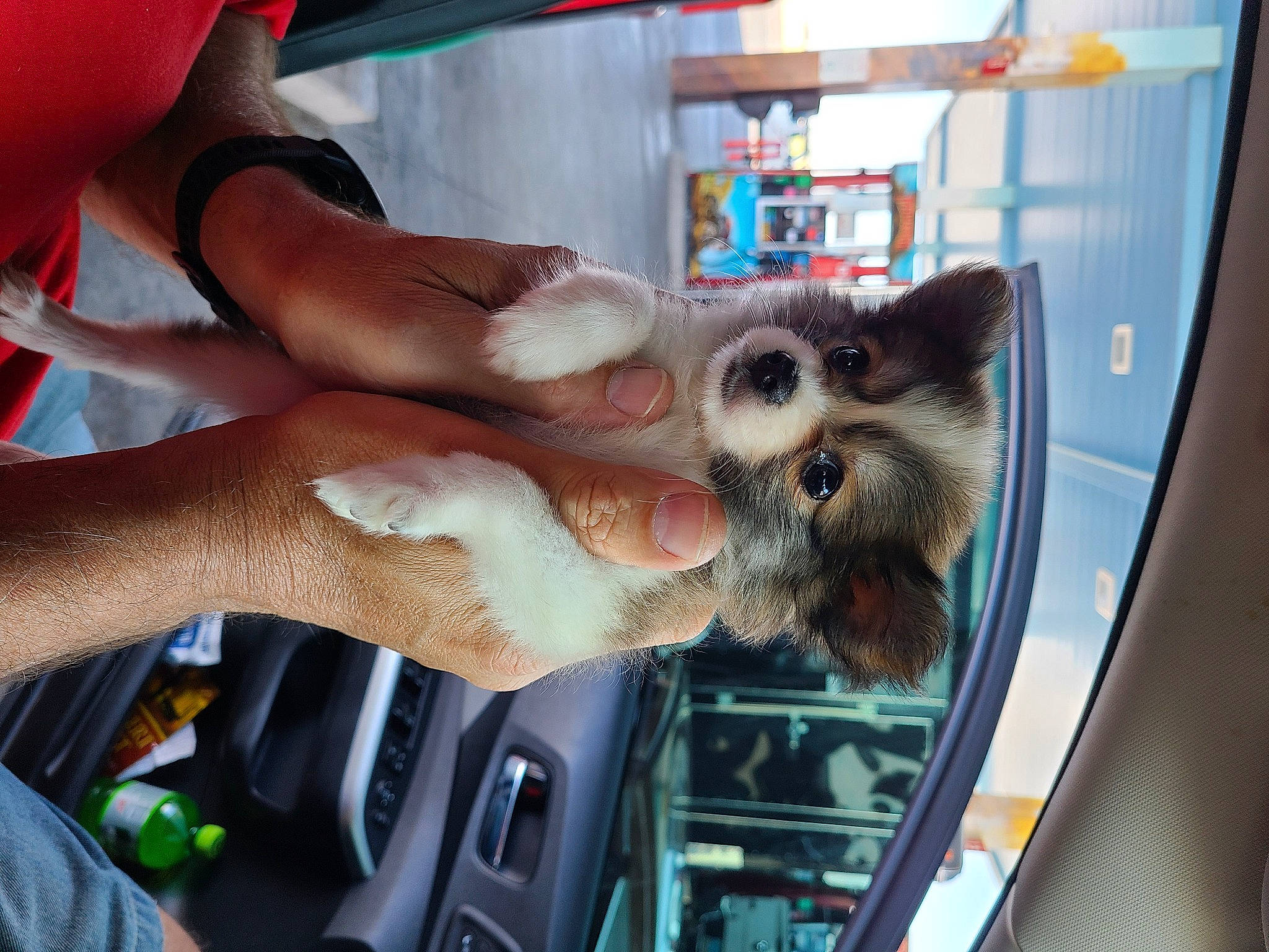 Zoey is registered to the contest to win money with this photo: auto_part, canidae, carnivore, cat, companion_dog, dog_breed, fawn, felidae, fur, mammal, nail, small_to_medium_sized_cats, snout, sporting_group, tire, vehicle_door, veterinarian, whiskers, windshield, wrist