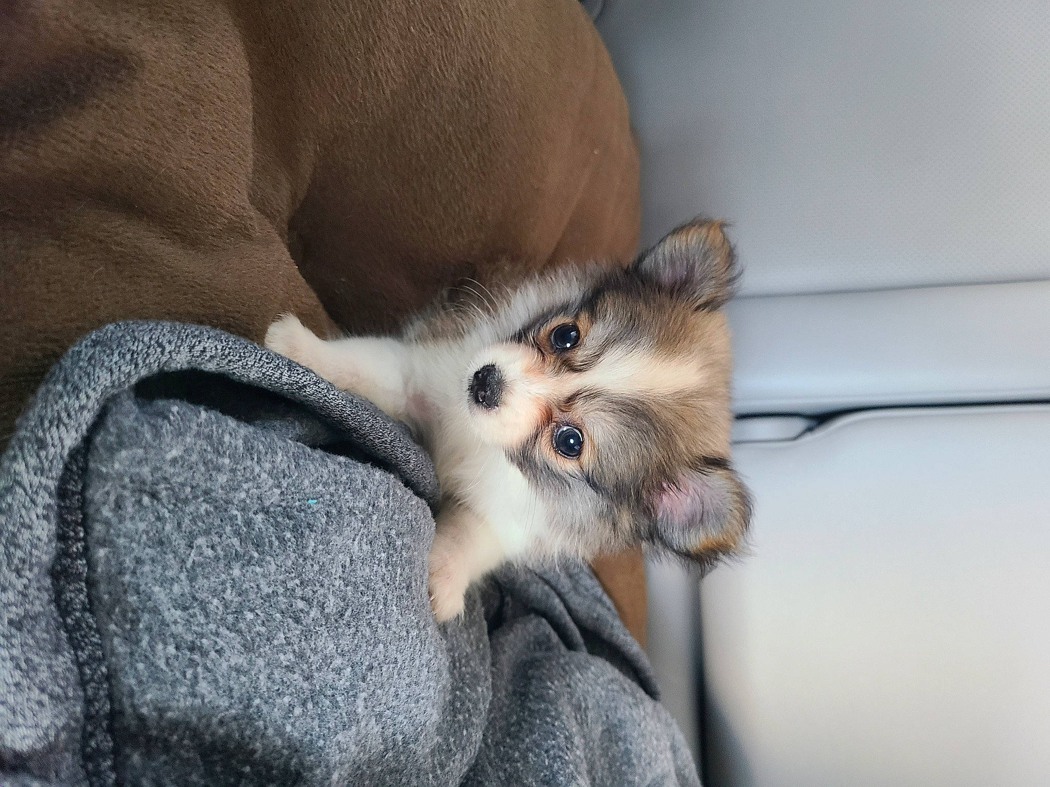 Zoey joined the competition — help win amazing prizes! canidae, carnivore, cat, claw, comfort, companion_dog, dog_breed, domestic_short_haired_cat, ear, fawn, felidae, fur, grey, paw, small_to_medium_sized_cats, snout, tail, terrestrial_animal, whiskers, wildlife