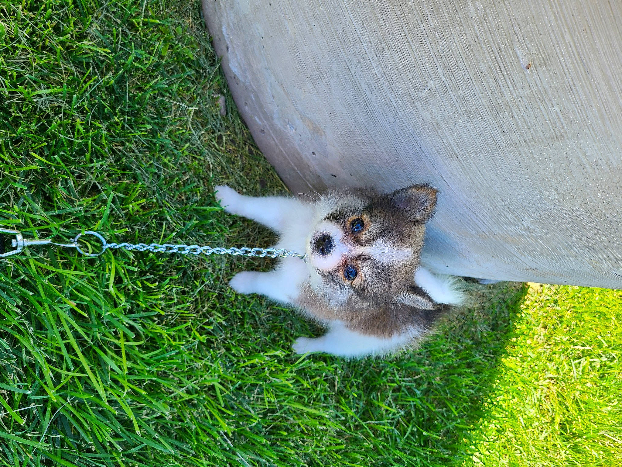 Zoey is registered to the contest to win money with this photo: canidae, carnivore, companion_dog, dog_breed, domestic_short_haired_cat, fawn, felidae, fur, grass, groundcover, herb, paw, plant, small_to_medium_sized_cats, snout, sporting_group, tail, terrestrial_animal, whiskers, wildlife