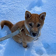 Klover joined the competition — help win amazing prizes! dog, puppy, shiba_inu, snow, winter, leash, collar, sitting, paws, snowflakes, cute, portrait, looking_up, fur, ears, nose, outdoors, cold, paw_prints, sunlight