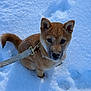 dog, puppy, shiba_inu, snow, winter, leash, collar, sitting, paws, snowflakes, cute, portrait, looking_up, fur, ears, nose, outdoors, cold, paw_prints, sunlight