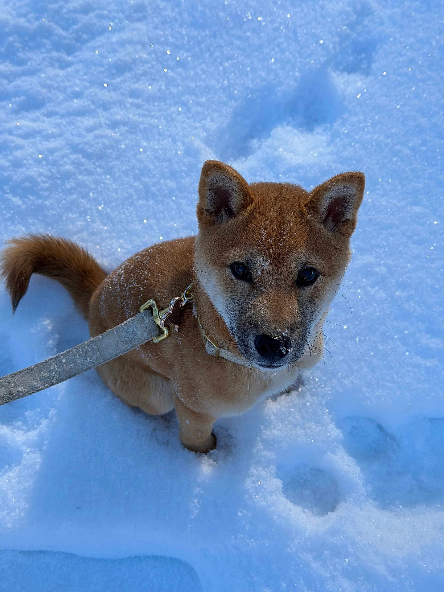 Klover joined the competition — help win amazing prizes! dog, puppy, shiba_inu, snow, winter, leash, collar, sitting, paws, snowflakes, cute, portrait, looking_up, fur, ears, nose, outdoors, cold, paw_prints, sunlight