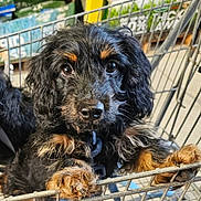 Molly is registered to the contest to win money with this photo: dog, puppy, shopping_cart, pet, fur, black_coat, brown_markings, paws, eyes, nose, leash, closeup, portrait, indoor, retail_store, metal_basket, cute, curious, whiskers, aisle