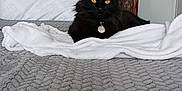 Caspian joined the competition — help win amazing prizes! black_cat, bed, blanket, pillow, wooden_headboard, collar, pet, indoor, feline, resting, yellow_eyes, cozy, gray_blanket, white_blanket, fur, domestic_cat, animal, relaxed, household, comfortable