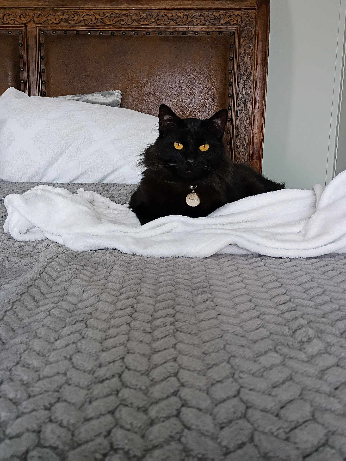 Caspian joined the competition — help win amazing prizes! black_cat, bed, blanket, pillow, wooden_headboard, collar, pet, indoor, feline, resting, yellow_eyes, cozy, gray_blanket, white_blanket, fur, domestic_cat, animal, relaxed, household, comfortable