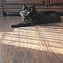 Caspian joined the competition — help win amazing prizes! cat, black_cat, yellow_eyes, fluffy_fur, wooden_floor, sunlight, shadow, indoor, furniture, cabinet, pet, animal, relaxing, domestic, mammal, whiskers, ears, lying_down, home, cozy