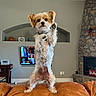 dog, standing, couch, living_room, television, fireplace, stone_wall, decor, fur, pet, brown, white, ears, alert, indoor, furniture, cute, animal, home, playful