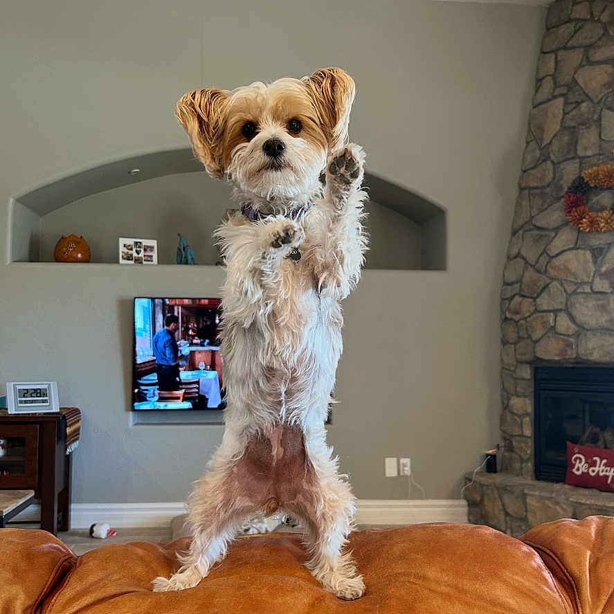 Boo is registered to the contest to win money with this photo: dog, standing, couch, living_room, television, fireplace, stone_wall, decor, fur, pet, brown, white, ears, alert, indoor, furniture, cute, animal, home, playful