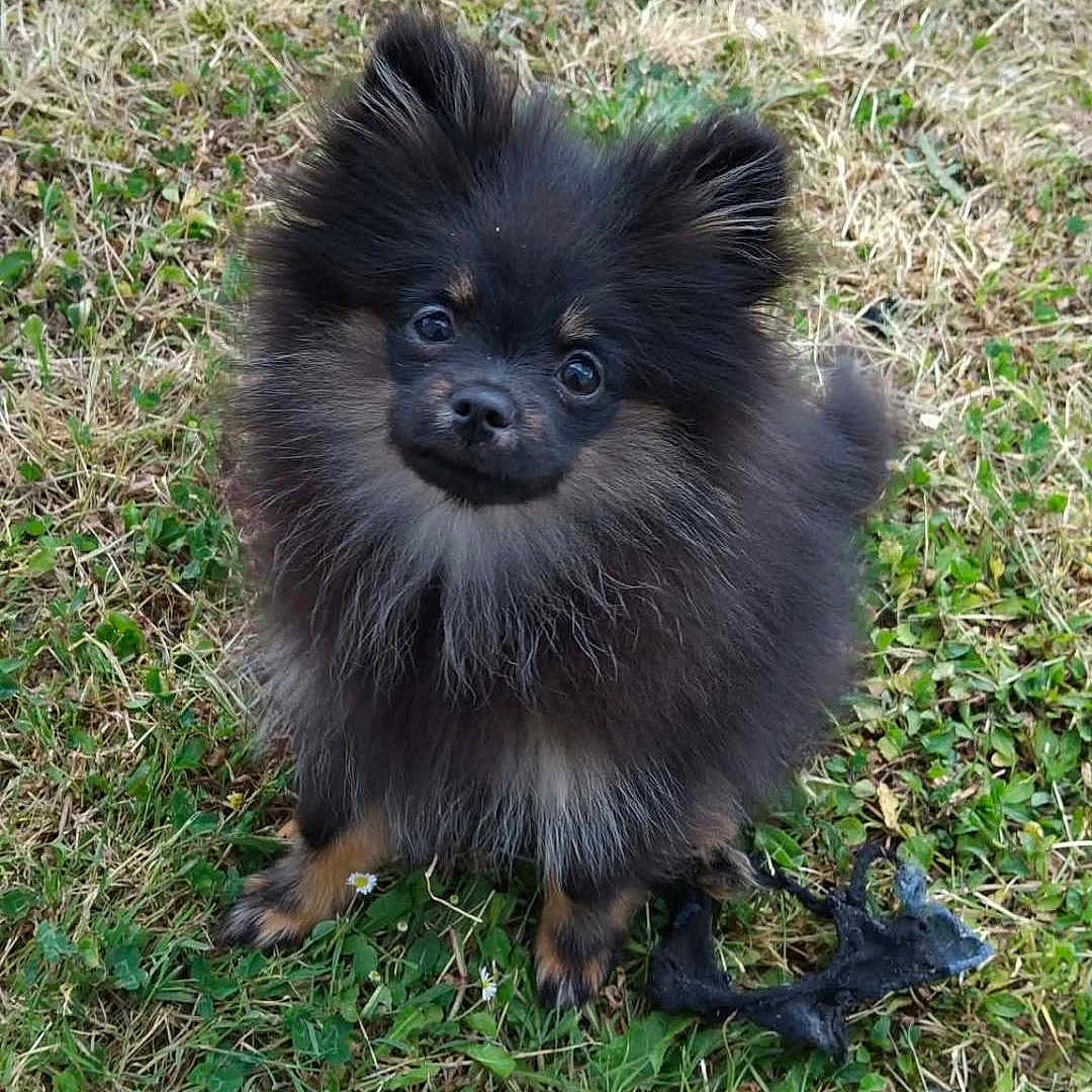 Iris participe au concours pour gagner de l'argent avec cette photo : animal, black, closeup, cute, dog, fluffy, fur, grass, greenery, looking_up, nature, outdoor, pet, playful, pomeranian, puppy, sitting, small_dog, tan, young_dog