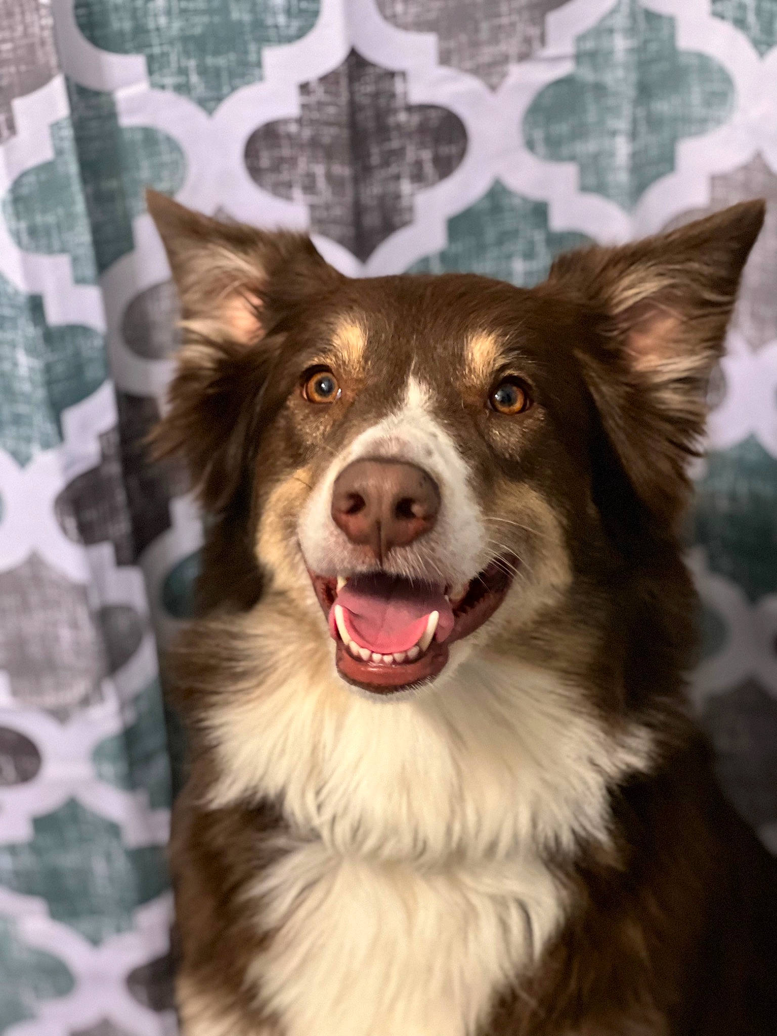 Laila is registered to the contest to win money with this photo: ancient_dog_breeds, art, carnivore, companion_dog, dog, dog_breed, dog_collar, door, fang, fur, happy, herding_dog, pattern, plant, snout, sporting_group, whiskers, window, winter, working_dog