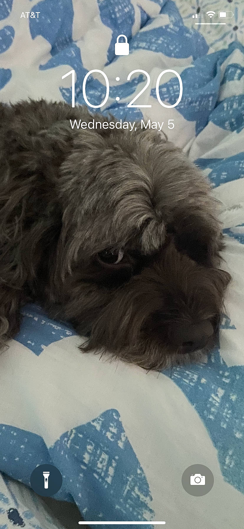 Chocolate joined the competition — help win amazing prizes! canidae, carnivore, comfort, companion_dog, dog, dog_breed, dog_collar, dog_supply, font, fur, liver, puppy_love, shih_poo, small_terrier, snout, sporting_group, terrier, toy_dog, water_dog, working_animal