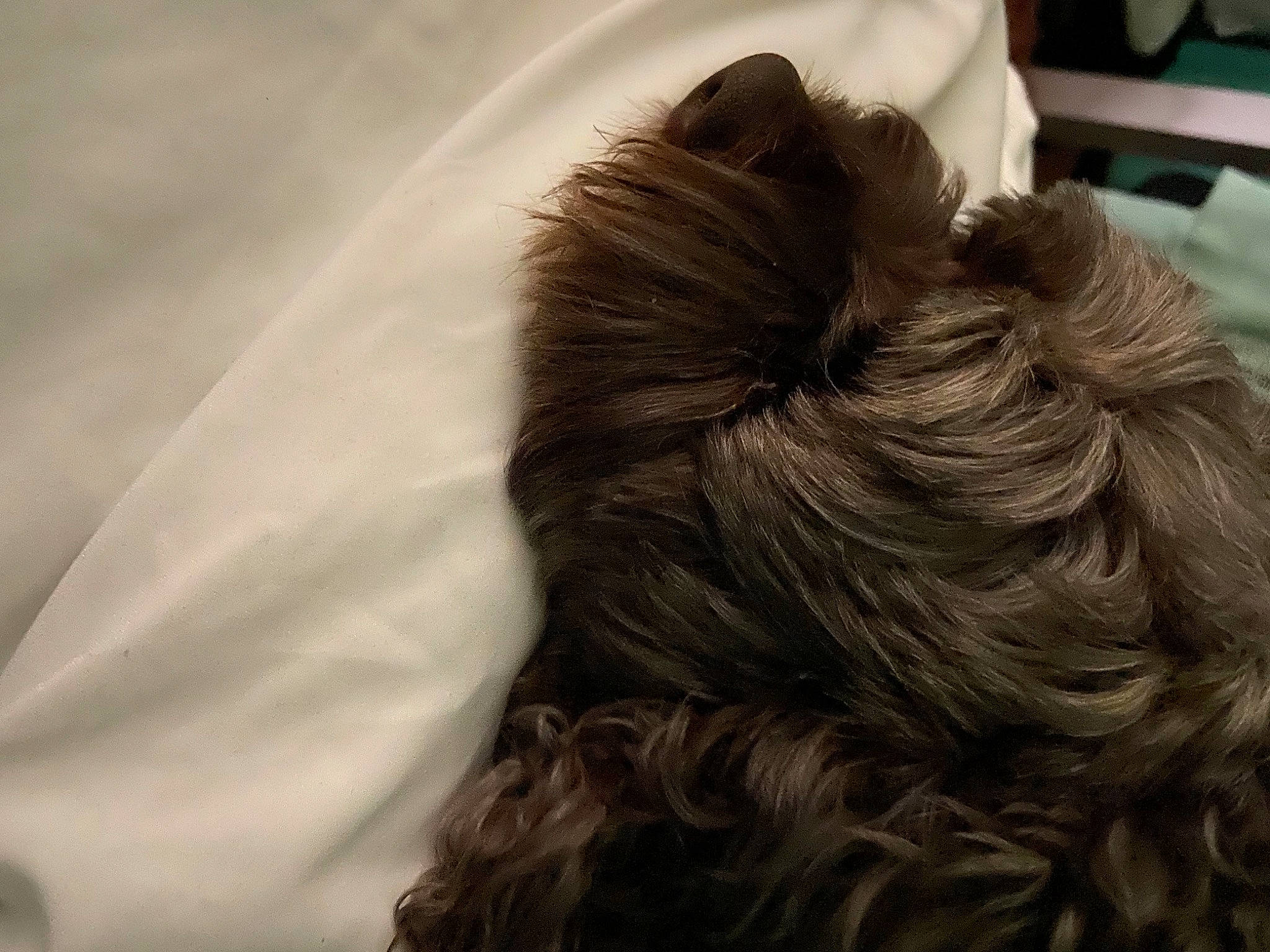 Chocolate is registered to the contest to win money with this photo: brown_hair, bun, canidae, carnivore, comfort, companion_dog, dog, dog_breed, fashion_accessory, fawn, fur, liver, neck, snout, sporting_group, terrier, tints_and_shades, toy_dog, whiskers, working_animal