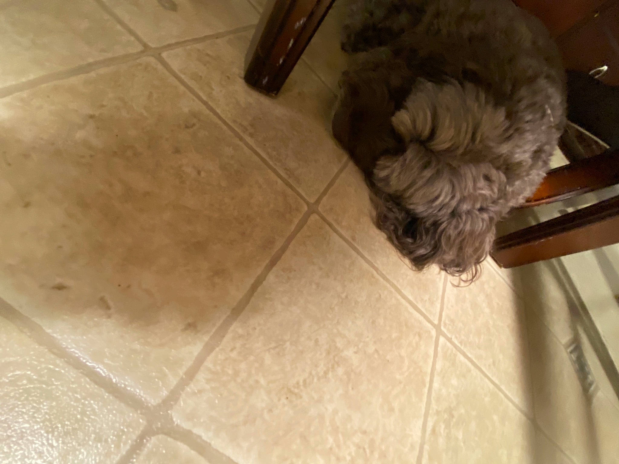 Chocolate joined the competition — help win amazing prizes! carnivore, companion_dog, dog, dog_breed, fawn, floor, flooring, fur, hardwood, liver, small_terrier, snout, sporting_group, tail, terrier, tile_flooring, toy_dog, wood, wood_stain, working_animal