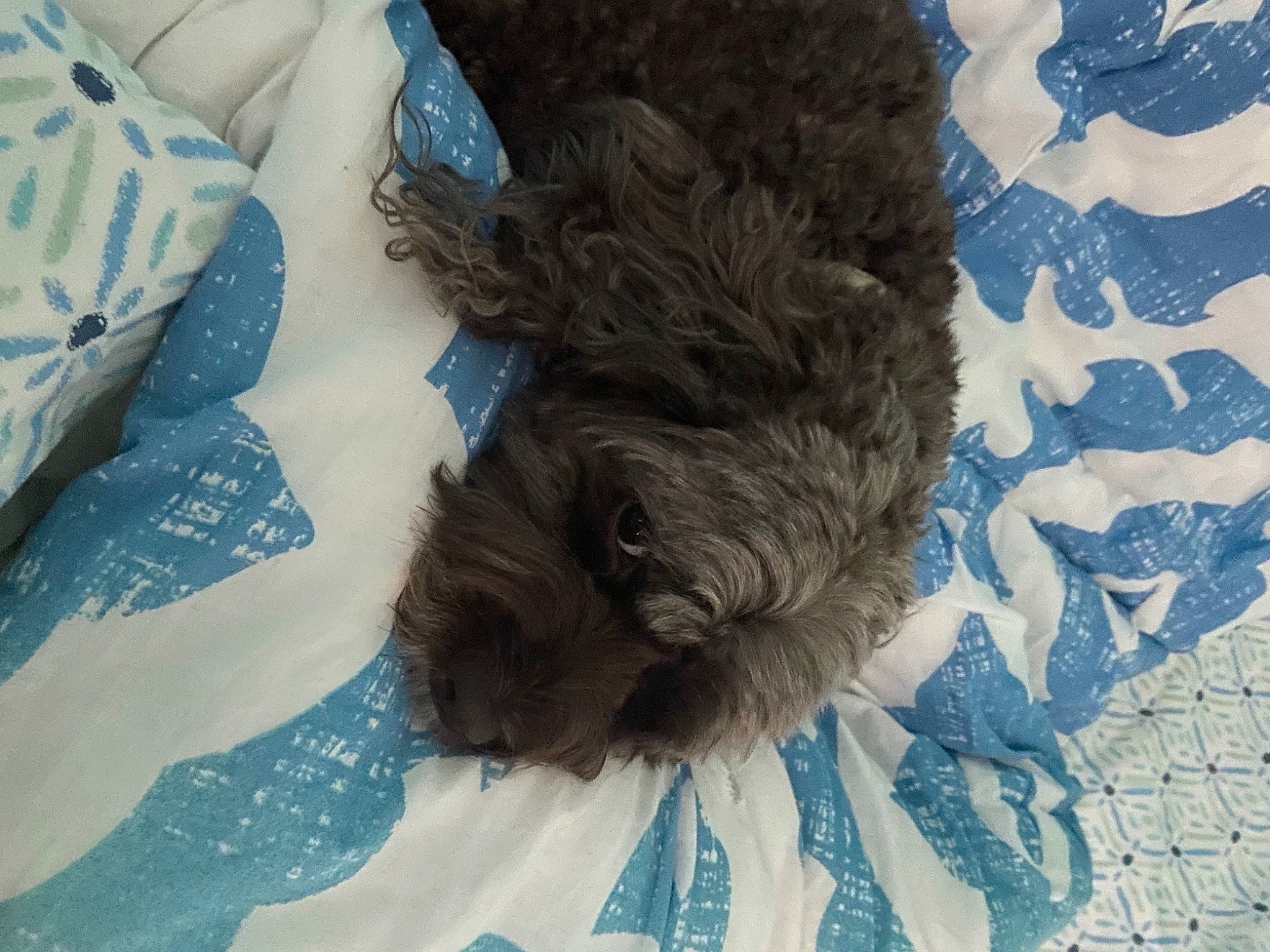 Chocolate is registered to the contest to win money with this photo: blue, canidae, carnivore, comfort, companion_dog, dog, dog_breed, dog_supply, electric_blue, fur, linens, liver, pattern, small_terrier, snout, sporting_group, tail, terrier, toy_dog, water_dog