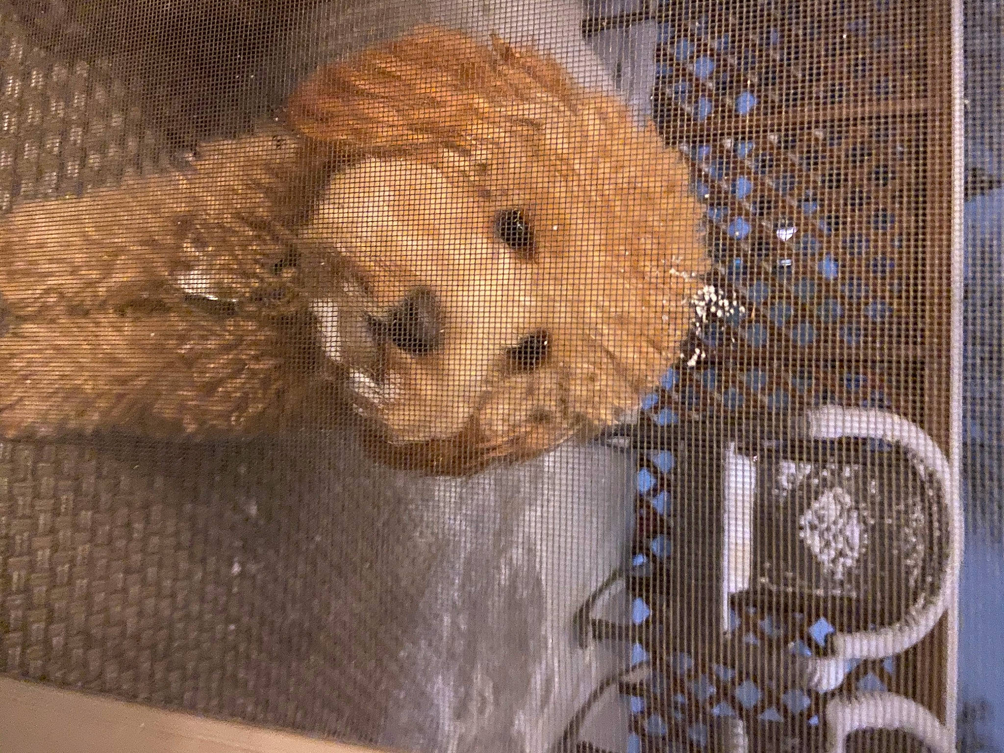 Honey is registered to the contest to win money with this photo: animal_shelter, art, cage, carnivore, circle, companion_dog, dog_breed, fawn, fur, illustration, mesh, painting, pattern, sculpture, self_portrait, snout, teddy_bear, textile, visual_arts, wood