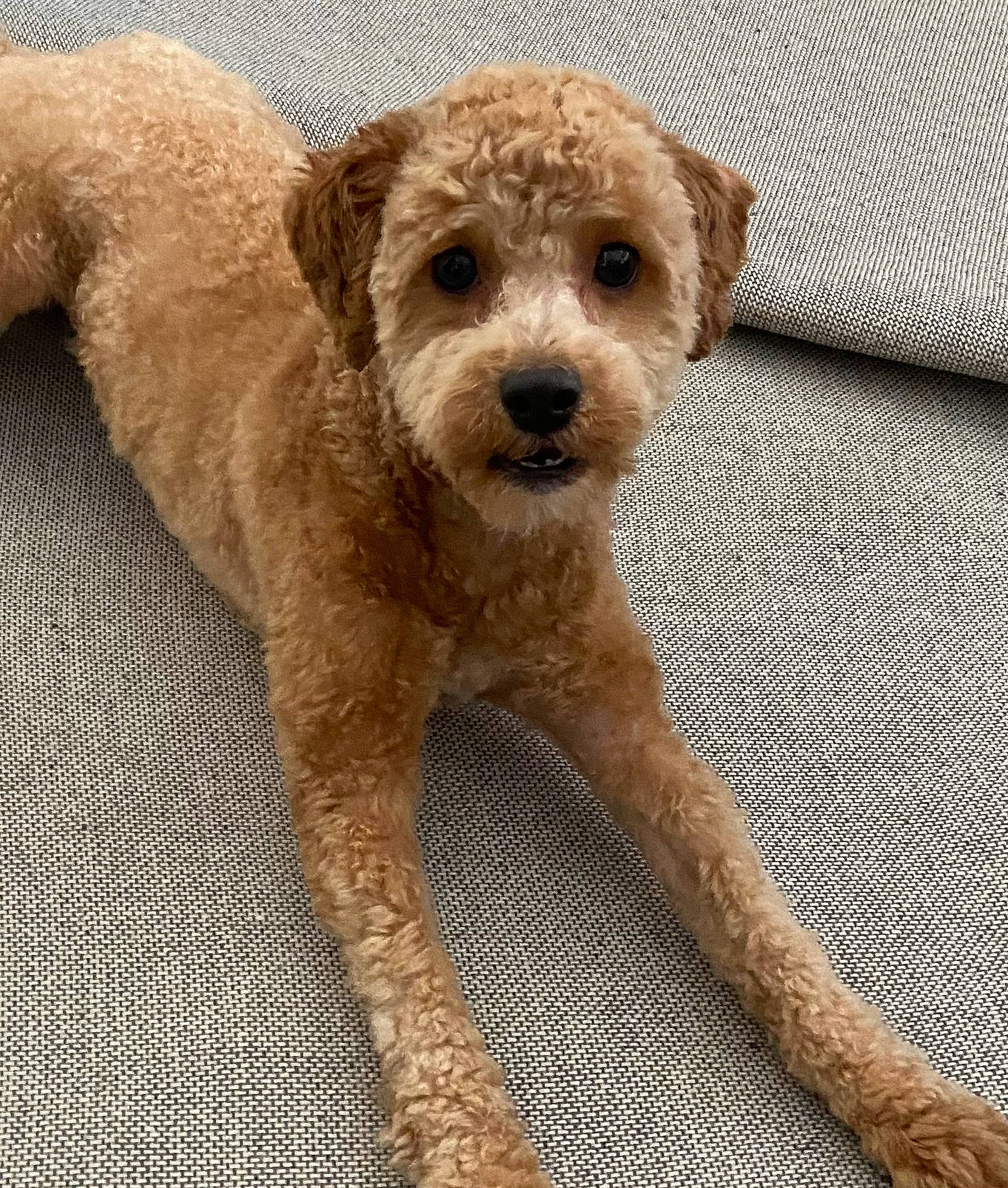 Honey is registered to the contest to win money with this photo: beige, canidae, carnivore, companion_dog, dog, dog_breed, fawn, fur, liver, metal, poodle, snout, sporting_group, tail, terrestrial_animal, terrier, toy, toy_dog, wood, working_animal