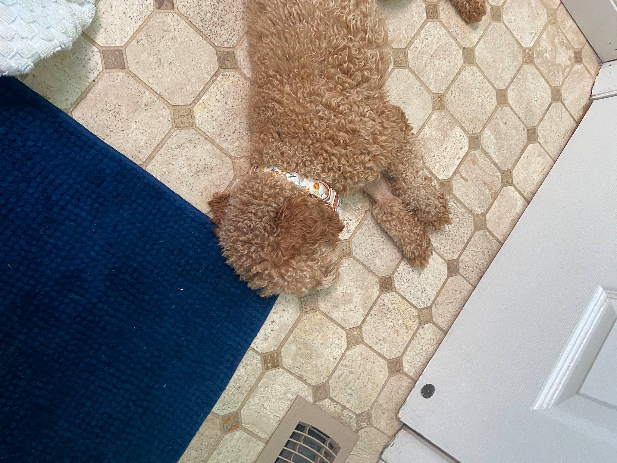 Honey joined the competition — help win amazing prizes! canidae, composite_material, dog, electric_blue, fawn, floor, flooring, line, metal, pattern, rectangle, sporting_group, tile, wood