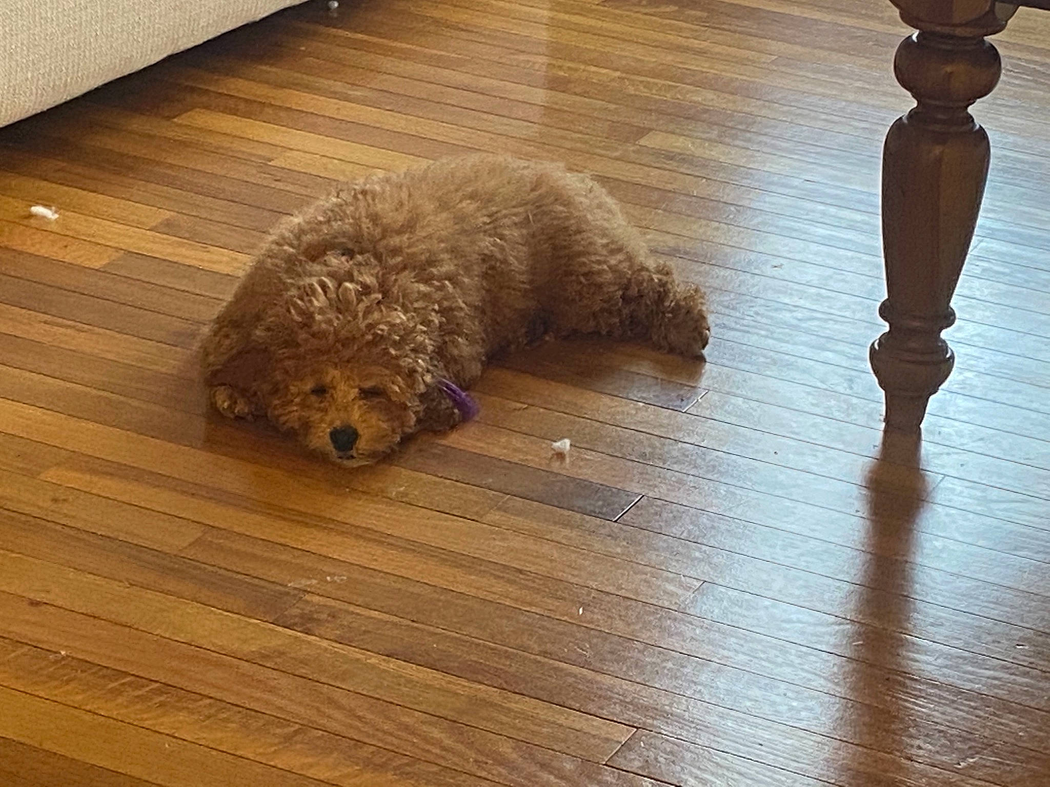 Honey is registered to the contest to win money with this photo: canidae, carnivore, chair, companion_dog, dog, dog_breed, fawn, floor, flooring, hardwood, poodle, snout, terrier, tints_and_shades, toy, toy_dog, water_dog, wood, wood_flooring, wood_stain