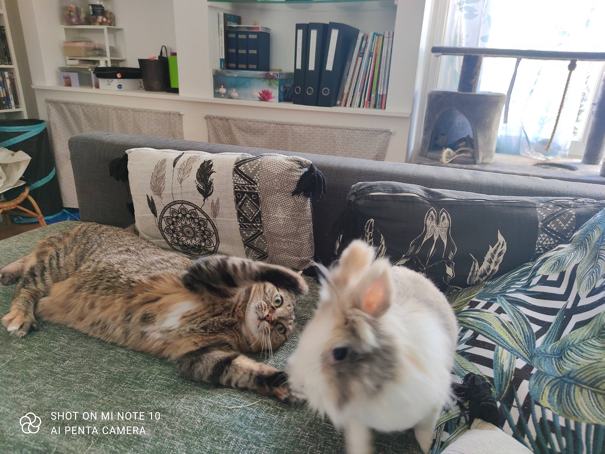 Lyla participe au concours pour gagner de l'argent avec cette photo : canidae, carnivore, cat, comfort, companion_dog, couch, domestic_short_haired_cat, fawn, felidae, flooring, fur, furniture, living_room, mammal, picture_frame, shelf, small_to_medium_sized_cats, tail, whiskers, window