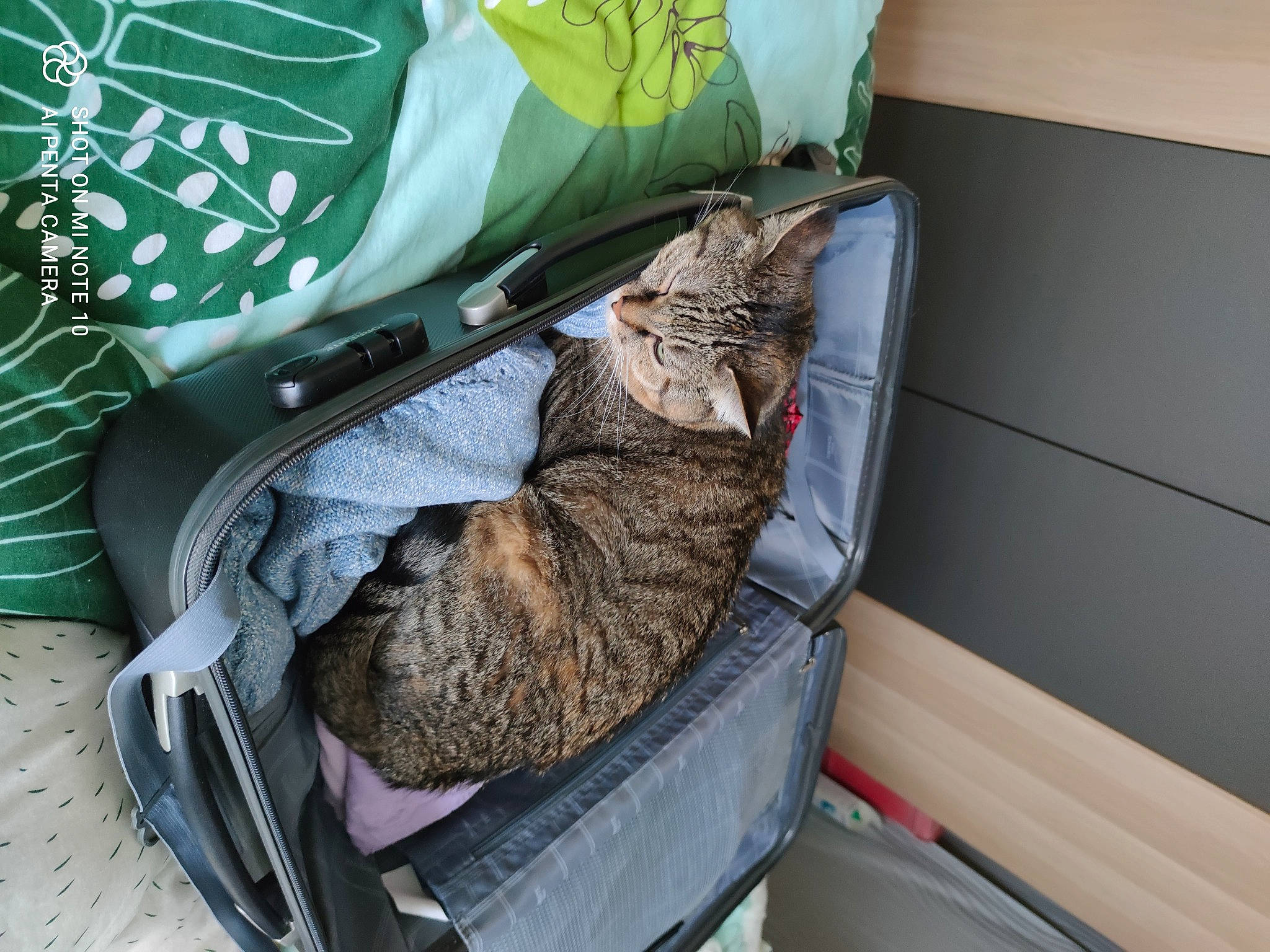 Lyla participe au concours pour gagner de l'argent avec cette photo : bag, carnivore, cat, claw, collar, comfort, domestic_short_haired_cat, felidae, fur, hat, linens, mammal, nap, pet_supply, room, sleeve, small_to_medium_sized_cats, tail, textile, whiskers