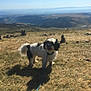dog, outdoor, grass, hill, stone_piles, mountain, sky, leash, pet, animal, nature, daytime, small_dog, black_and_white, walking, landscape, scenic, sunlight, field, blurred