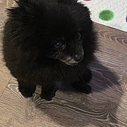 Bear joined the competition — help win amazing prizes! alert, animal, black_dog, circles, colorful, companion, curious, cute, dog, domestic, flooring, fluffy, fur, indoor, mat, pet, shadow, sitting, small_dog, wooden_floor