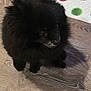 alert, animal, black_dog, circles, colorful, companion, curious, cute, dog, domestic, flooring, fluffy, fur, indoor, mat, pet, shadow, sitting, small_dog, wooden_floor