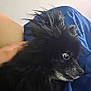 Bear is registered to the contest to win money with this photo: animal, black_dog, blanket, blue_blanket, canine, close_up, companion, cozy, curious, cute, dog, domestic_animal, fluffy, fur, hand, indoor, pet, resting, side_view, snout