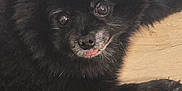 Bear joined the competition — help win amazing prizes! black_dog, clothing, cute, dog, ears, eyes, floor, fluffy, fur, green_clothing, indoor, laying_down, nike, pet, relaxed, shadow, small_dog, texture, tongue_out, wooden_floor