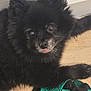 black_dog, clothing, cute, dog, ears, eyes, floor, fluffy, fur, green_clothing, indoor, laying_down, nike, pet, relaxed, shadow, small_dog, texture, tongue_out, wooden_floor