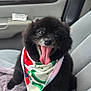 Bear joined the competition — help win amazing prizes! animal, bandana, black_dog, car_interior, car_seat, companion, cozy, cute, dog, domestic_animal, door_handle, fabric, fluffy, happy, pet, seatbelt, sitting, tongue_out, vehicle, window