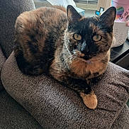 Luna is registered to the contest to win money with this photo: cat, tortoiseshell, feline, pet, indoor, cushion, gray, fur, yellow_eyes, window, home, relaxed, animal, domestic, curious, cozy, resting, closeup, whiskers, ear