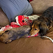 Teddy is registered to the contest to win money with this photo: dog, puppy, couch, blanket, brown, resting, fur, cozy, pet, indoor, animal, companion, snuggle, relaxing, canine, friendship, soft, home, comfort, lying_down