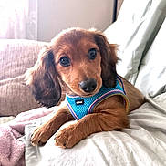 Teddy is registered to the contest to win money with this photo: animal, blanket, blue_harness, brown_fur, couch, cozy, cute, dachshund, dog, domestic_animal, fur, indoors, looking, pet, portrait, puppy, resting, small_dog, soft_light, young