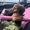 Teddy joined the competition — help win amazing prizes! puppy, dog, pet_carrier, pink, car_interior, window, seatbelt, leather_seat, mesh_netting, collar, cute, fur, animal, young_dog, side_view, looking_out, resting_paws, travel, transport, domestic_animal