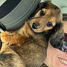 Teddy is registered to the contest to win money with this photo: animal, brown_fur, car_interior, closeup, companion, cozy, cute, dog, face, friendship, fur, head, person, pet, puppy, relaxing, seat, smile, snuggling, sunglasses