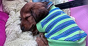 Teddy is registered to the contest to win money with this photo: puppy, sleeping, dog, sweater, striped, blanket, cozy, cute, pet, fur, resting, pink, carrier, soft, warm, small, animal, domestic, comfort, cute_animal