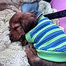 puppy, sleeping, dog, sweater, striped, blanket, cozy, cute, pet, fur, resting, pink, carrier, soft, warm, small, animal, domestic, comfort, cute_animal