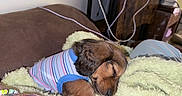 Teddy is registered to the contest to win money with this photo: animal, blanket, canine, comfort, couch, cozy, cute, dog, fur, home, indoor, paw, pet, puppy, relaxation, resting, sleeping, soft, striped_shirt, young